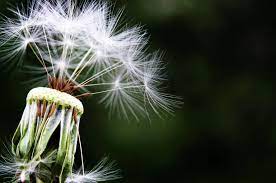 Allergy Background Close Consolation Dandelion Emotion Floral Card Floral Greeting Flower Greeting Card Dandelion Seasonal Allergies Pointed Flower