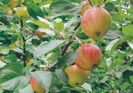 Trees of antiquity is a small family farm shipping heritage fruit trees to homes and farms for over forty years. Childhood Love Affair With Apples Grows Old The Western Producer