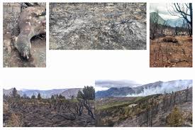 El incendio forestal en el bolsón, que afectó 8.000 hectáreas en río negro, llegó hasta la provincia vecina de chubut, cerca de la localidad de el maitén, donde treinta personas, entre brigadistas y. El Bolson Familias Productoras Afectadas Por El Incendio Reclaman Asistencia Del Estado Agencia De Noticias Tierra Viva