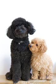 134 Cute Dogs Poodle Poodle Dog