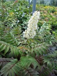 I fiori bianchi simboleggiano da sempre la purezza: Cura Degli Arbusti Di Sobaria Impara Come Coltivare La Falsa Spirale It Haenselblatt Com