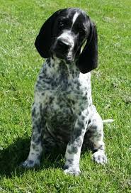 Image result for auvergneský ohař