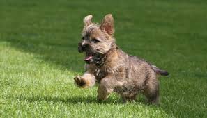 Image result for cairn teriér