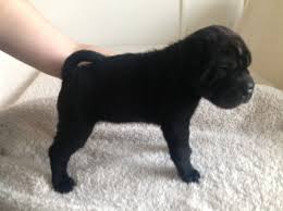 Look at pictures of shar pei puppies who need a home. 30 Most Awesome Black Shar Pei Dog Photos And Images