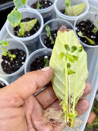 Image result for Psychotria auxopoda