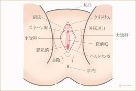 女性器とは？膣の構造とゆるむ原因や改善方法について | コラム一覧｜ 東京の婦人科形成・小陰唇縮小・女性器形成・包茎手術・膣ヒアルロン酸クリニック