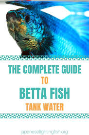 Betta Fish Water Guide Pez Beta Betta Peces