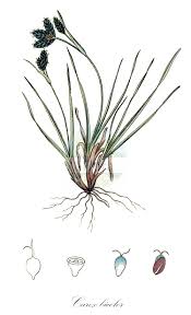 Image result for Bulbostylis schoenoides