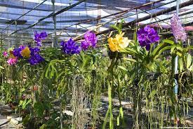 Phuket Orchid Farm Phuket Orchid Garden Inside The Orchid Garden There S No Escaping The Beauty And Just The Shear Amo Orchids Garden Orchids Garden Spaces