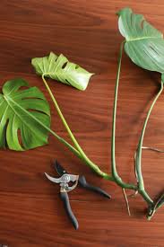 Cut roots to about eight inch lengths to avoid congestion. Good To Know How To Propagate A Monstera And Other Care Tips Carmeon Hamilton