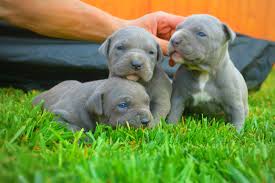 All shades of brown including fawn, buckskin, yellow, blonde, honey, beige and chocolate pit bull pup pics. How Much Does A Pitbull Puppy Cost Do Blue Nose Pitbulls Puppies