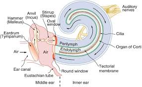 Hearing Physics