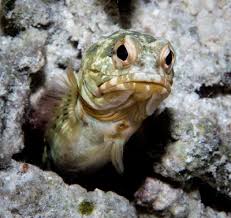 Image result for Neoschumannia cardinea