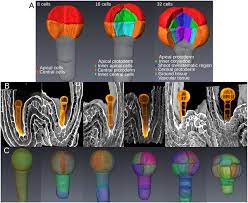 Check spelling or type a new query. Cell Geometry Determines Symmetric And Asymmetric Division Plane Selection In Arabidopsis Early Embryos