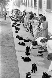 auditions for a cat for the black cat sequence were held in hollywood and life magazine was there to take pictures tales of ter kedi hayvanlar hayvanlar alemi
