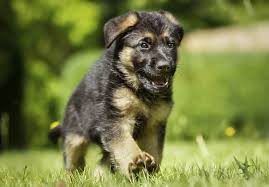 Click here to be notified when new german shepherd dog puppies are listed. German Shepherd Dog Puppies For Sale Akc Puppyfinder