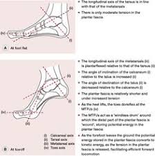 Windlass Effect Medical Dictionary Medical Terms Medical