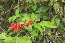 Image result for Combretum cinereopetalum