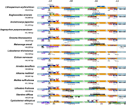 Image result for Cystostemon