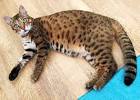 Bengal Cat Generations Explained | Bengalcats.co