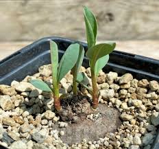 Image result for Monadenium pedunculatum