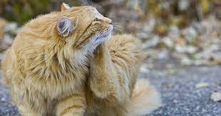 Cats can get fleas fleas at kennels, groomers, or outside. How To Identify And Treat Cat Lice What Is That On My Cat Care Com