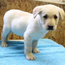 Get your happy doggie here! Puppies For Sale Near Me Find Your Puppy Page 2 Of 13 Vip Puppies Labrador Puppies For Sale Labrador Retriever Puppies Labrador Retriever