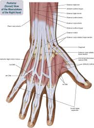 See anatomy pictures of the 27 bones in the hand and wrist, how they are connected with tendons and muscles and the nerves that run through the long flexor tendons extend from the forearm muscles through the wrist and attach to the small bones of the fingers and thumb. Tendons In Right Hand 7 Muscles Of The Forearm And Hand Musculoskeletal Key Photo Tendons In Right Hand Human Anatomy Drawing Hand Anatomy Anatomy Drawing