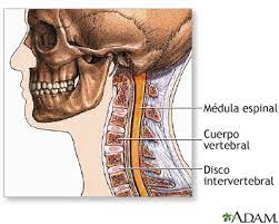 Sustantivo de género exclusivamente femenino, que lleva los artículos la o una en singular, y las o unas en plural. Cirugia De La Columna Cervical Serie Anatomia Normal Medlineplus Enciclopedia Medica