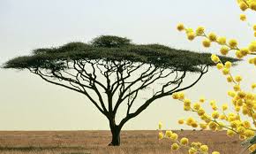 Image result for acacia