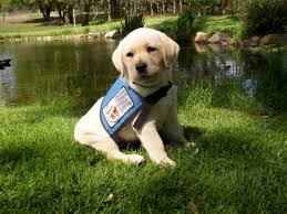 Check spelling or type a new query. Seizure Service Dogs Plan To Stop The Seizures Guide Dog Training Guide Dog Service Dogs