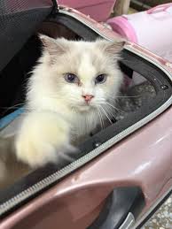 😻貪吃親人的橘白男孩找家～