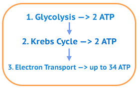 This atp, however, serves the purpose all atp does in the body: Cellular Respiration Ck 12 Foundation