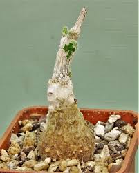 Image result for Corallocarpus welwitschii