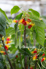 Image result for Impatiens niamniamensis