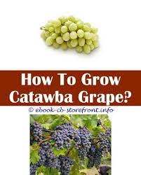 11 Fascinating How To Grow Grapes Mn Grape Growing Trellis Grape Plant Grape Trellis