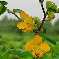 Image result for Senna occidentalis