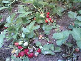 Cilekte Malclama Uygulamasi