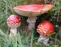 This lets us find the most appropriate writer for any type of assignment. Amanita Muscaria Fly Agaric Mushroom