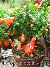 Punica Granatum Nana Dwarf Pomegranate Origin South Asia