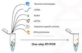 The pcr technique can then be carried out on the cdna. Reverse Transcription Pcr Principle Procedure Application Advantages And Disadvantages Genet Medical Technology Medical Laboratory Science Medical Coding