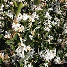 Birthday, love and romance, sympathy, get well, congratulations Osmanthus Delavayi Heaven Scent Wholesale Nursery Nurseries In Melbourne Sydney Brisbane Plantmark