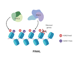 Role of PRC2-associated factor EPOP in mouse embryonic stem cells  differentiation and early development Paul Chammas