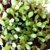 It also helps in the cure of abnormal uterine bleeding. Purslane Health Benefits And Nutritional Value