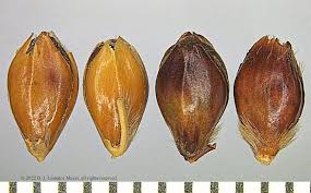 Image result for Sorghum bicolor