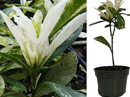 Image result for Ixora laurentii