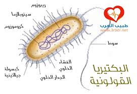 بكتيريا القولون E Coli ماهي بكتريا القولون علاج بكتيريا اي كولاي