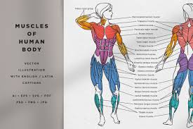 There are three kinds of muscles we need to know about in the human body muscular system. Muscles Of The Human Body Illustration Creative Market