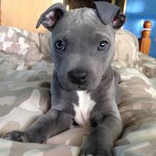 Puppies Pitbull Bluenose Puppies Pitbull In 2020 Cute Baby Animals Cute Animals Cute Puppies