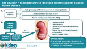 Kidney disease (nephropathy) is far more common in people with diabetes than in people without both diabetes and ckd are strongly associated with cardiovascular disease (cvd) and therefore. The Caveolin 1 Regulated Protein Follistatin Protects Against Diabetic Kidney Disease Kidney International